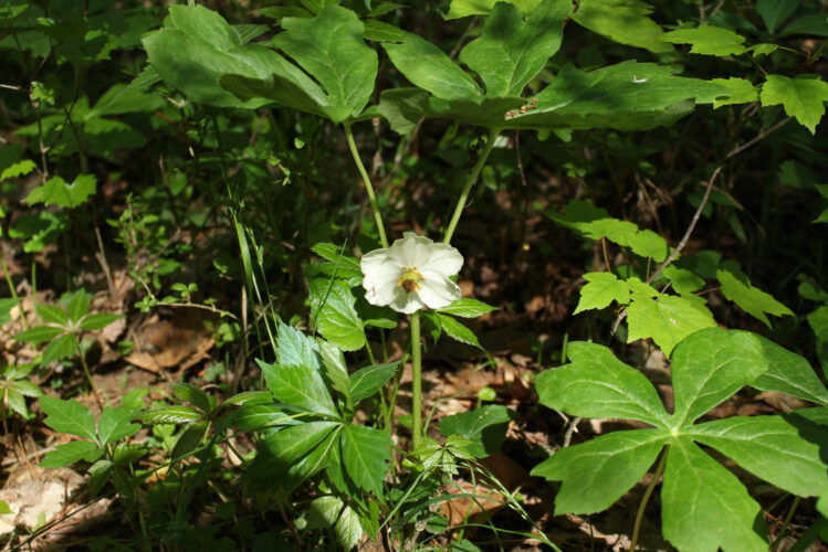 Let’s take another look at mayapples